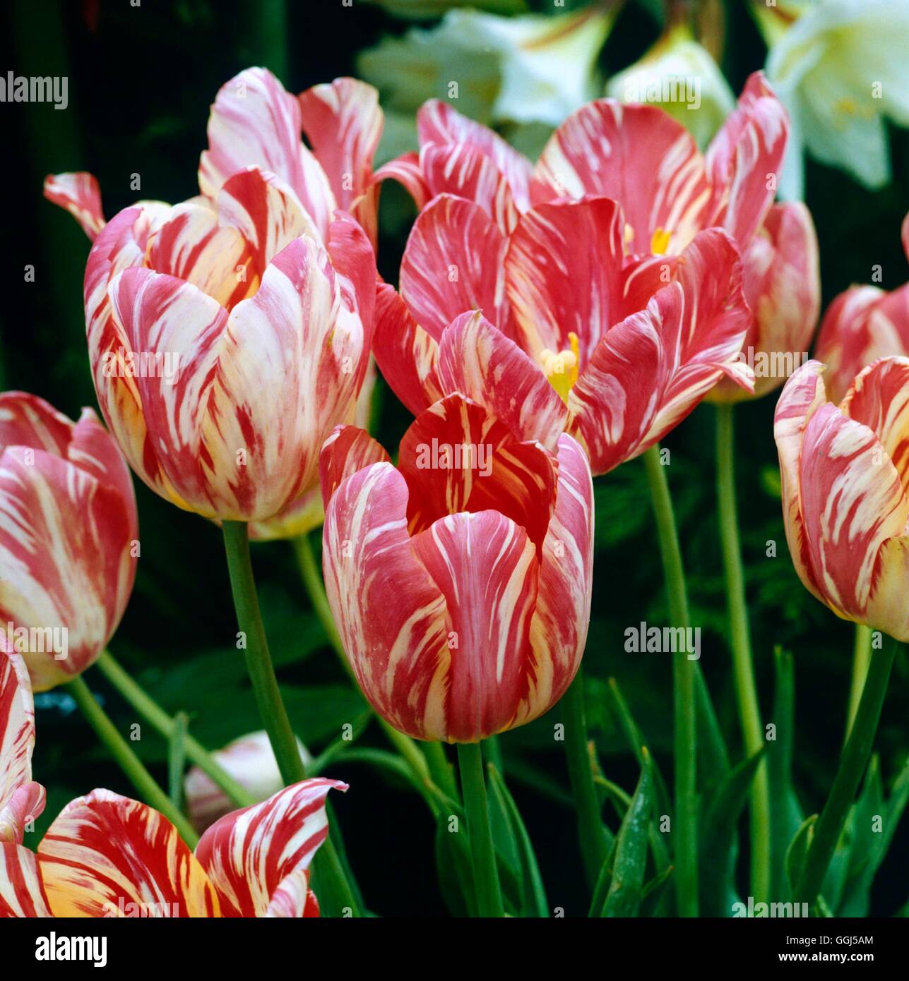 Tulipa - `Zomerschoon' (Single Late)   BUL061748 Stock Photo